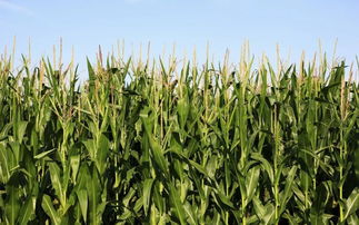 玉米播种在即,高杆矮杆有差别吗