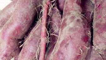 薯类种子桂能红1号栽培要点 产量怎么样 优缺点 价格 抗性 土流网